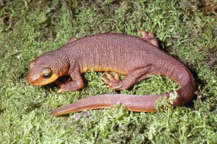 Framed Print : California Newt - terrestrial stage California, USA Framed Print : California Newt - terrestrial stage California, USA