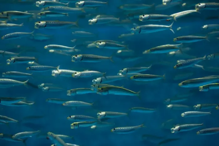 Framed Print : California Pilchard / Pacific Sardine - Pacific Ocean, Monterey, California Framed Print : California Pilchard / Pacific Sardine - Pacific Ocean, Monterey, California