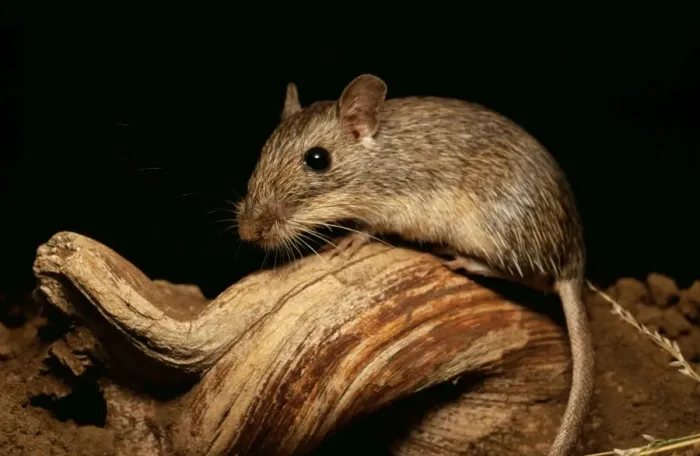 Framed Print : California Pocket Mouse MOP 370 Chaetodipus californicus © Moose Peterson / ARDEA LONDON Framed Print : California Pocket Mouse MOP 370 Chaetodipus californicus © Moose Peterson / ARDEA LONDON