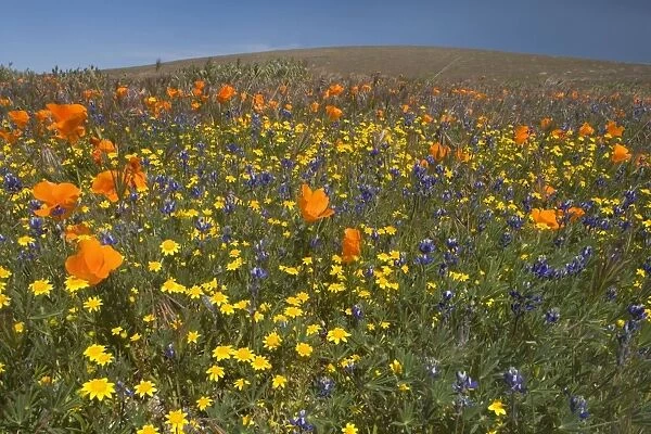 California Poppies and Yellow Goldfields (Lasthenia californica), Pygmy-Leaved Lupines (Lupinus bicolor) cover hills and valleys in Antelope Valley - Antelope Valley California Poppy Reserve, California, USA