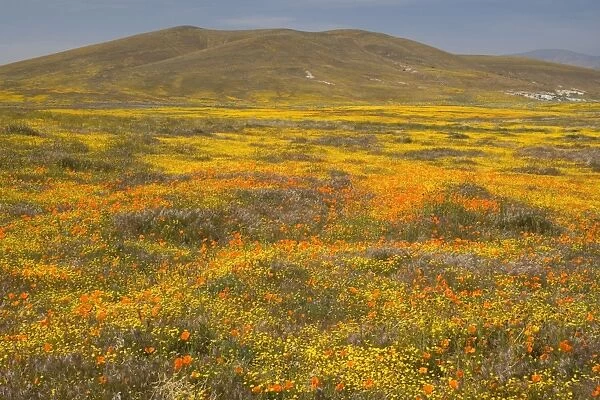 California Poppies and Yellow Goldfields (Lasthenia californica), Pygmy-Leaved Lupines (Lupinus bicolor) cover hills and valleys in Antelope Valley - Antelope Valley California Poppy Reserve - California - USA