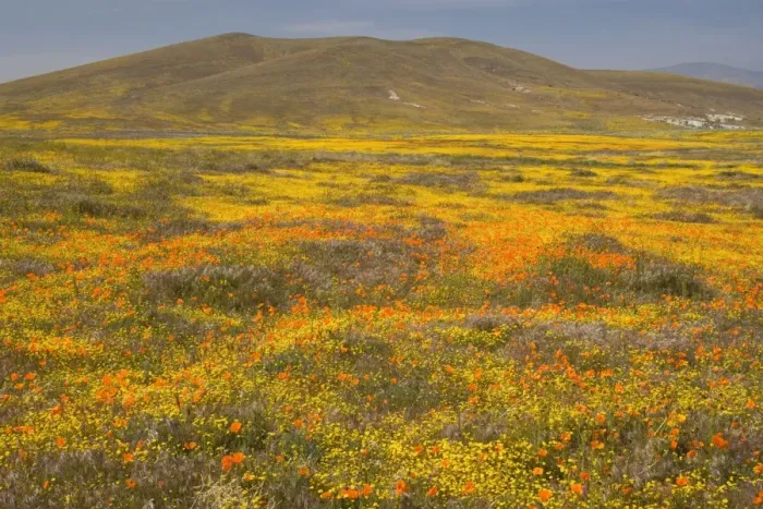 Framed Print : California Poppies and Yellow Goldfields (Lasthenia californica), Pygmy-Leaved Lupines (Lupinus bicolor) cover hills and valleys in Antelope Valley - Antelope Valley California Poppy Reserve - California - USA Framed Print : California Poppies and Yellow Goldfields (Lasthenia californica), Pygmy-Leaved Lupines (Lupinus bicolor) cover hills and valleys in Antelope Valley - Antelope Valley California Poppy Reserve - California - USA