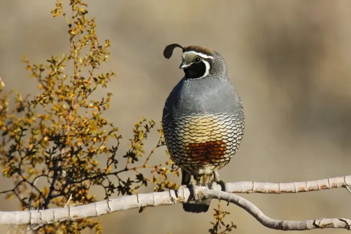 Framed Print : California Quail Framed Print : California Quail