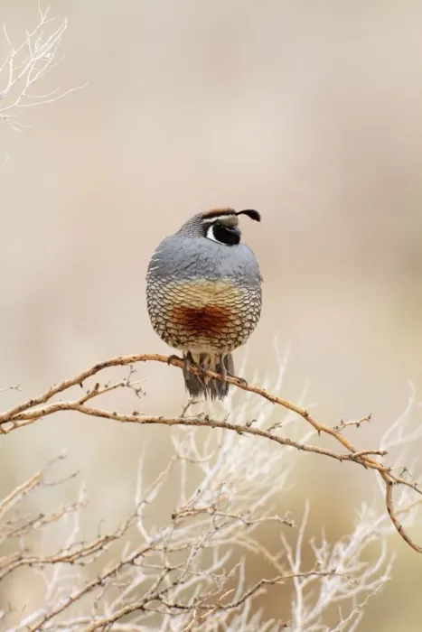 Framed Print : California Quail. Anza Borrego Desert State Park. January in California, USA Framed Print : California Quail. Anza Borrego Desert State Park. January in California, USA