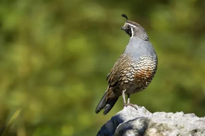 Framed Print : California Quail standing on a rock looking out Rotorua, North Island, New Zealand Framed Print : California Quail standing on a rock looking out Rotorua, North Island, New Zealand