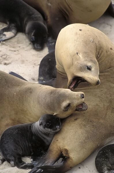 California Sea Lion - females squabble over space - Channel Islands NP - San Miguel Island - CA