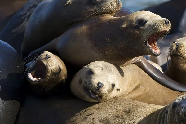 California Sea Lion - Monterey Bay - CA