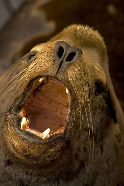 California Sea Lion - Oregon - USA - Coastal sea lion of western North America - Intelligent and easily trained - Used by US Navy for certain military operations - Mainly found around the coast of California but also found up north to British