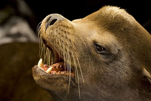 California Sea Lion - Portrait - Oregon - USA - Coastal sea lion of western North America - Intelligent and easily trained - Used by US Navy for certain military operations - Mainly found around the coast of California but also found up north to