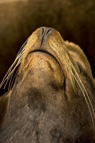 California Sea Lion - showing closed nostrils - Oregon - USA - Coastal sea lion of western North America - Intelligent and easily trained - Used by US Navy for certain military operations - Mainly found around the coast of California but also found