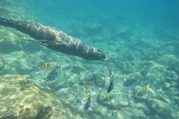 California Sea Lion - underwater - Baja California, Mexico