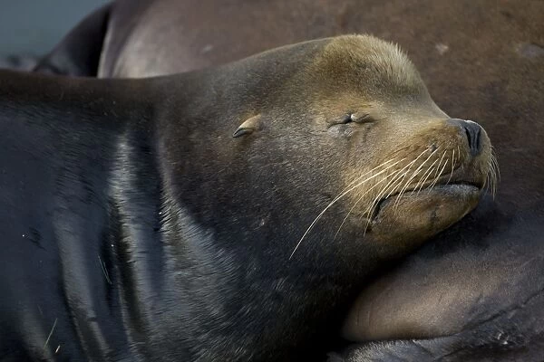 California Sea Lion (Zalophus californianus) - Sleeping - Oregon - USA - Coastal sea lion of western North America - Intelligent and easily trained - Used by US Navy for certain military operations - Mainly found around the coast of California but
