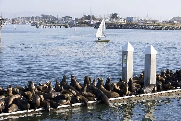 California Sea Lions - Adult and subadult male California sea lion resting on the visitor's dock in the Marina at Moss Landing (they have effectively taken over the dock!) - Monterey Bay - Pacific Ocean - California - USA
