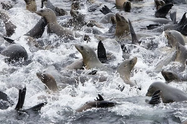 California Sea Lions - cooling off in the water near the breakwater of Monterey harbor - Monterey Bay - Pacific Ocean - California - USA