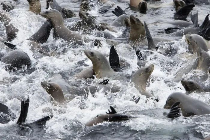 Framed Print : California Sea Lions - cooling off in the water near the breakwater of Monterey harbor - Monterey Bay - Pacific Ocean - California - USA Framed Print : California Sea Lions - cooling off in the water near the breakwater of Monterey harbor - Monterey Bay - Pacific Ocean - California - USA