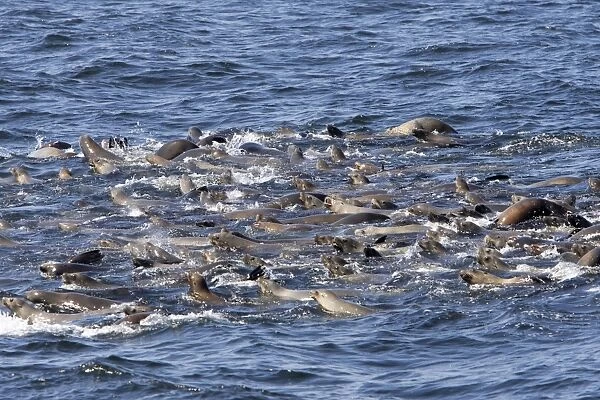 California Sea Lions - group catching their breath at the surface while feeding on a large school of herring in Monterey Bay - Pacific Ocean - California - USA