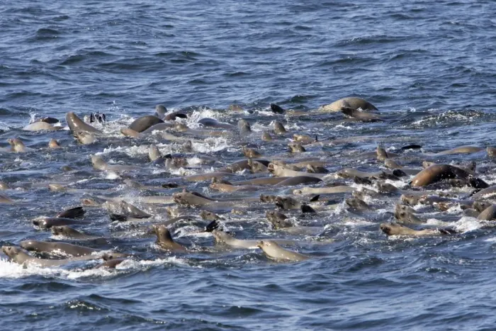 Framed Print : California Sea Lions - group catching their breath at the surface while feeding on a large school of herring in Monterey Bay - Pacific Ocean - California - USA Framed Print : California Sea Lions - group catching their breath at the surface while feeding on a large school of herring in Monterey Bay - Pacific Ocean - California - USA