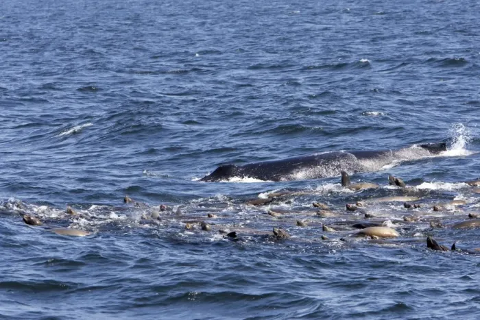 Framed Print : California Sea Lions - group with a Humpback Whale catch their breath at the surface while feeding on a large school of herring in Monterey Bay - Pacific Ocean - California - USA Framed Print : California Sea Lions - group with a Humpback Whale catch their breath at the surface while feeding on a large school of herring in Monterey Bay - Pacific Ocean - California - USA