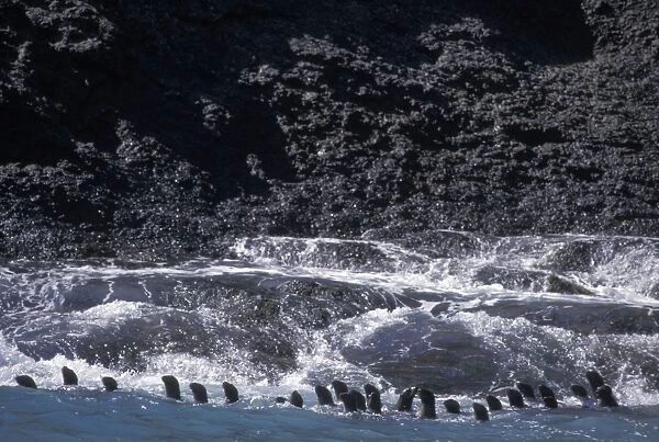California Sea Lions - in surf - Santa Barbara Island - Channel Islands National Park - CA - USA
