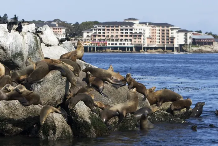 Framed Print : California Sealion - resting on the breakwater. Monterey Harbor -California - USA Framed Print : California Sealion - resting on the breakwater. Monterey Harbor -California - USA
