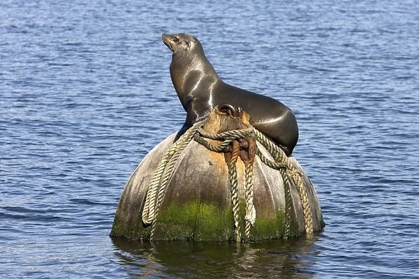 California Sealion - resting on buoy. Monterey Harbor - California - USA