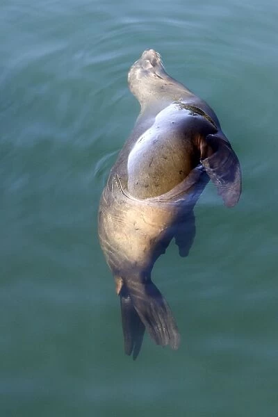 California Sealion - resting in the protected waters of Monterey Harbor - California - USA