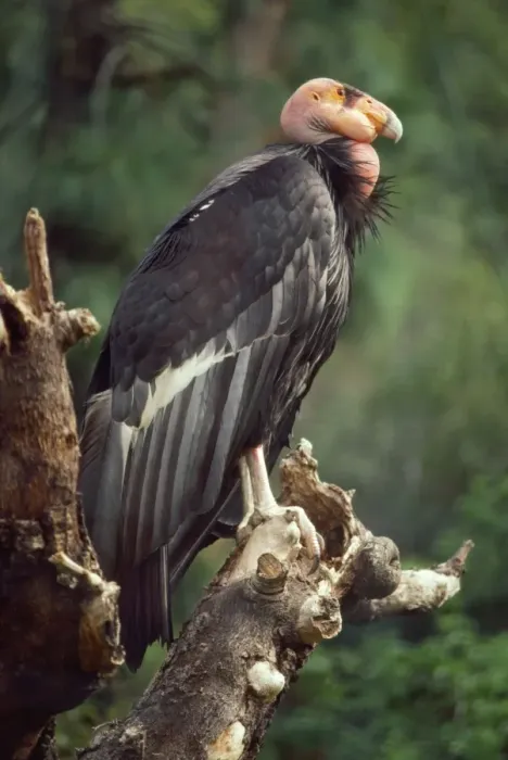 Framed Print : Californian Condor Framed Print : Californian Condor