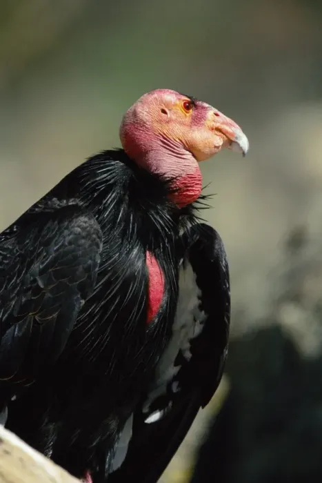 Framed Print : Californian Condor Framed Print : Californian Condor