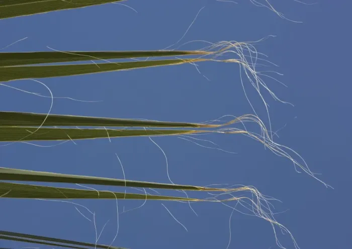 Framed Print : Californian / Desert Fan Palm - leaves Framed Print : Californian / Desert Fan Palm - leaves