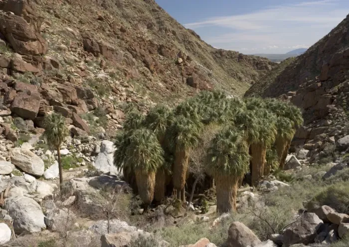 Framed Print : Californian  /  Desert Fan Palms Palm Springs canyon, California, USA