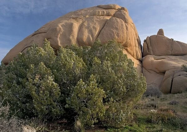 Californian Juniper Bush - with immature fruit, on granite