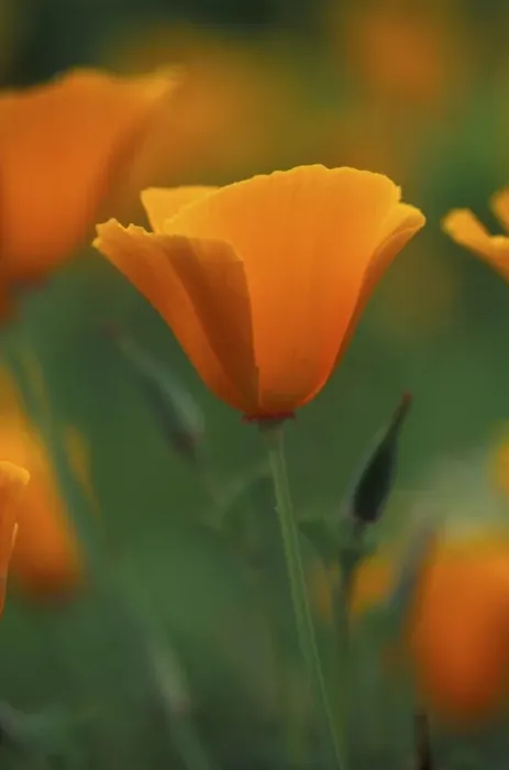 Framed Print : Californian Poppy - annual - May Cottage Garden in Kent, UK Framed Print : Californian Poppy - annual - May Cottage Garden in Kent, UK