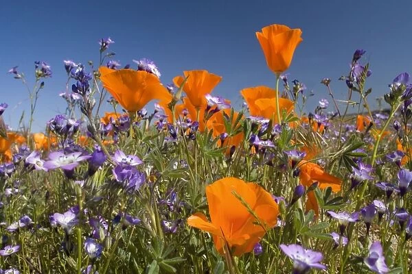 Californian Poppy and violet Davy Gilia (Gilia latiflora ssp. davyi) cover hills and valleys in Antelope Valley - Antelope Valley California Poppy Reserve - California - USA