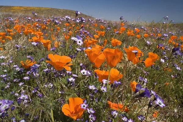 Californian Poppy and violet Davy Gilia (Gilia latiflora ssp. davyi) cover hills and valleys in Antelope Valley - Antelope Valley California Poppy Reserve - California - USA