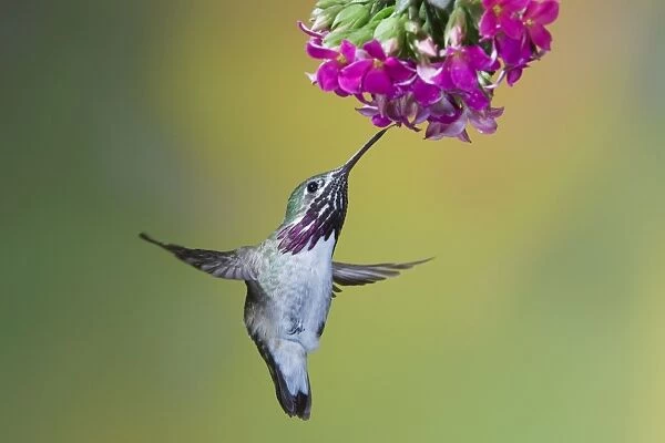 Calliope Hummingbird - male - in flight feeding at flower - British Columbia, Canada BI019039