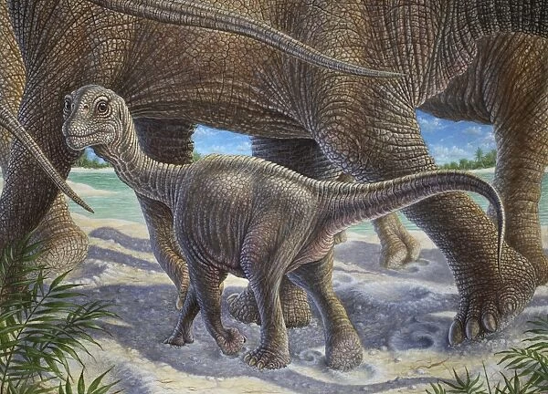 Camarasaurus Lentus - herd with calf