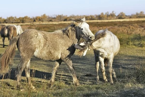 Camarge Horses - two fighting