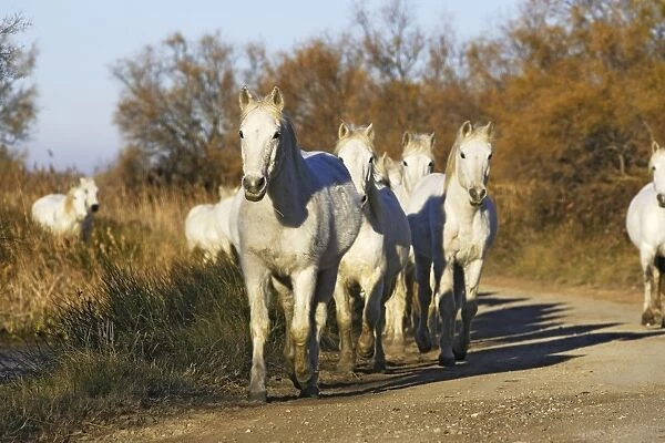 Camarge Horses - group trotting down road