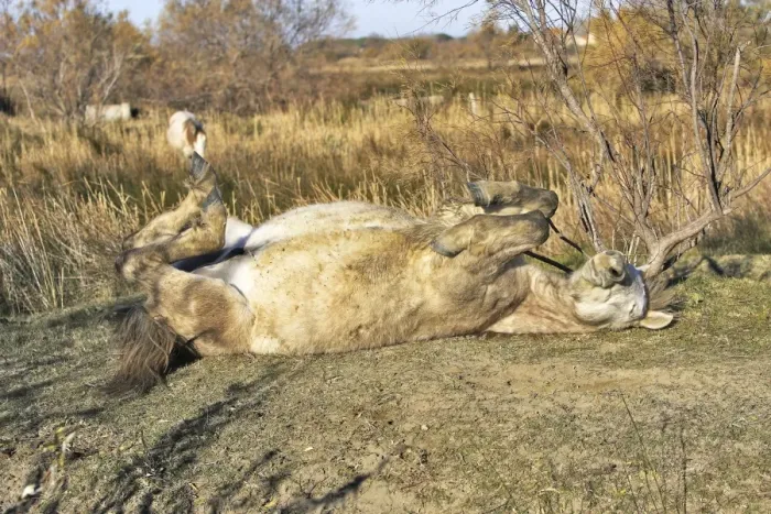 Framed Print : Camarge Horses - rolling. France Framed Print : Camarge Horses - rolling. France