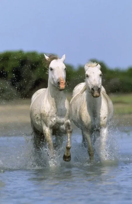 Framed Print : Camargue Horse Framed Print : Camargue Horse