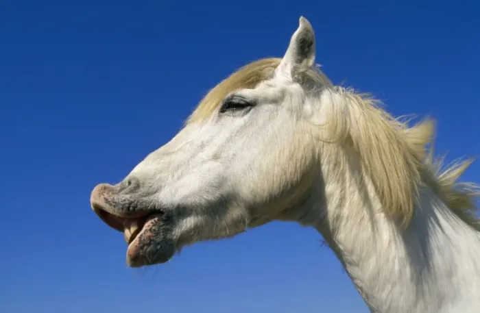 Framed Print : Camargue Horse - Flehmen'. Lip curling Framed Print : Camargue Horse - Flehmen'. Lip curling