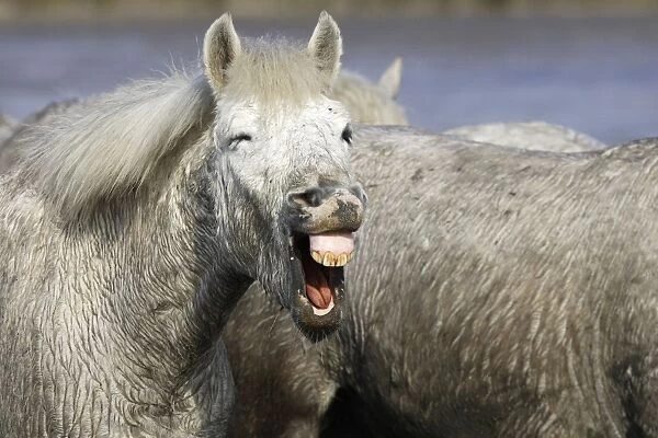 Camargue Horse - with mouth open - Saintes Maries de la Mer - Bouches du Rhone - France