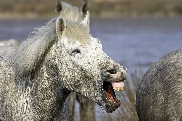 Camargue Horse - with mouth open - Saintes Maries de la Mer - Bouches du Rhone - France