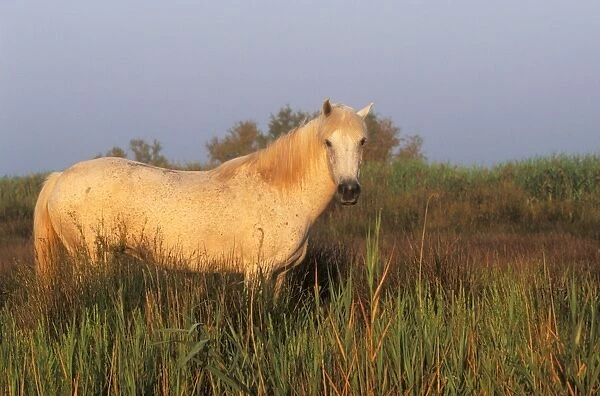 Camargue Horse - in reeds, late afternoon light