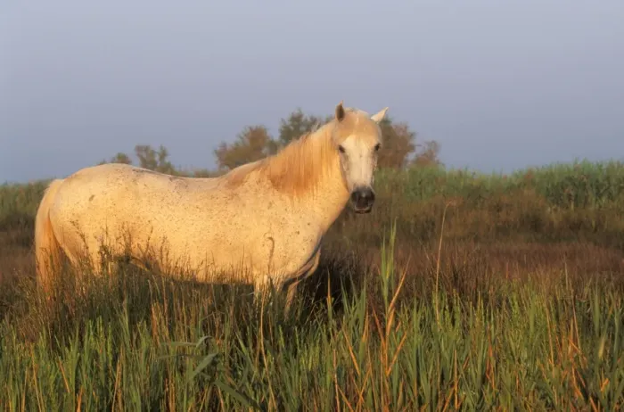 Framed Print : Camargue Horse - in reeds, late afternoon light Framed Print : Camargue Horse - in reeds, late afternoon light