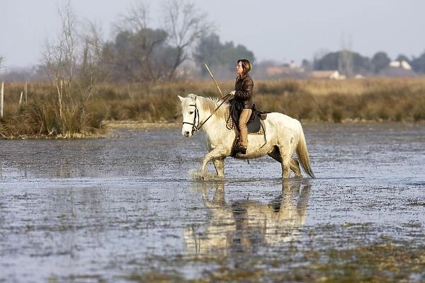 Camargue Horse - being ridden through water