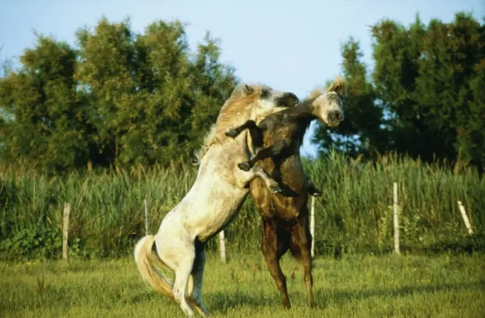 Framed Print : Camargue Horse WAT 6617 Two Fighting. © M. Watson / ARDEA LONDON Framed Print : Camargue Horse WAT 6617 Two Fighting. © M. Watson / ARDEA LONDON