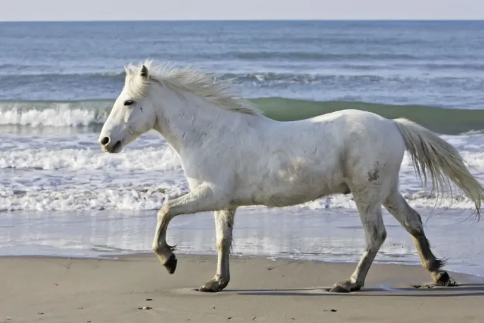 Framed Print : Camargue Horses - on beach - Saintes Maries de la Mer - Bouches du Rhone - France Framed Print : Camargue Horses - on beach - Saintes Maries de la Mer - Bouches du Rhone - France