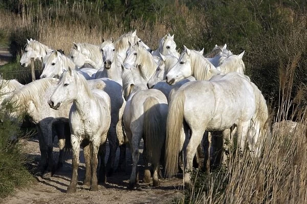 Camargue Horses - group - Saintes Maries de la Mer - Camargue - Bouches du Rhone - France