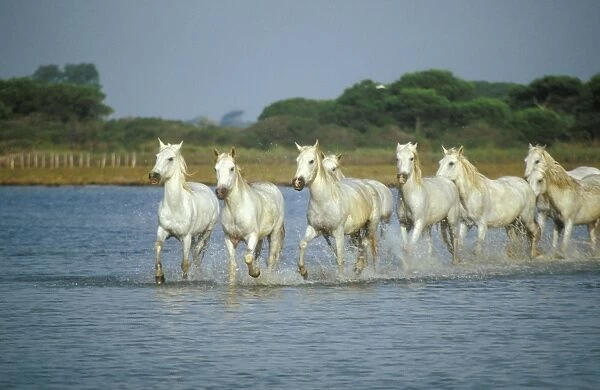 Camargue Horses - herd running through water, France